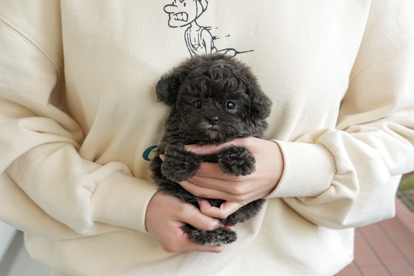 전남 완도군 군외면 삼두리 토이푸들 강아지분양 미유펫 강아지 사진 4