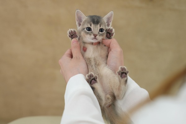 전남 순천시 조례동 아비시니안 고양이분양 미유펫 고양이 사진 1