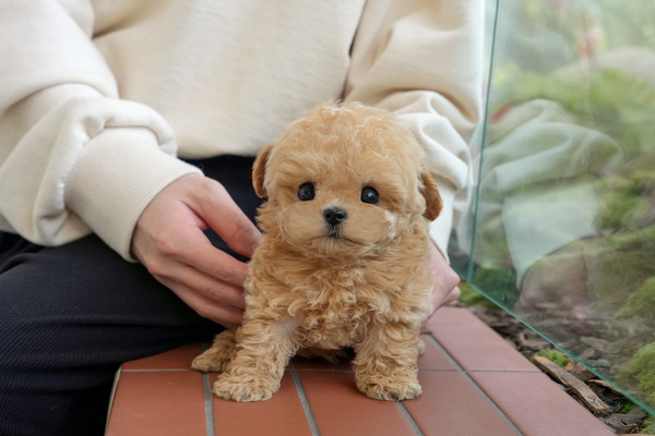 전남 완도군 금일읍 말티푸 강아지분양 미유펫 강아지 사진 1