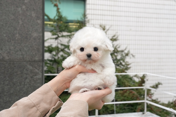 전북 군산시 삼학동 미니비숑 강아지분양 미유펫 강아지 사진 4