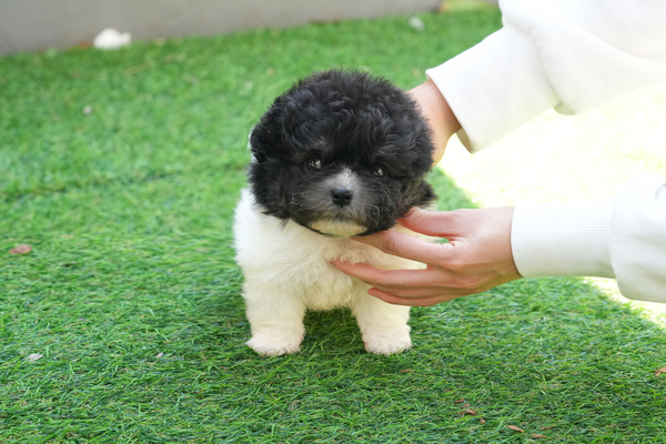 전남 완도군 군외면 삼두리 토이푸들 강아지분양 미유펫 강아지 사진 3
